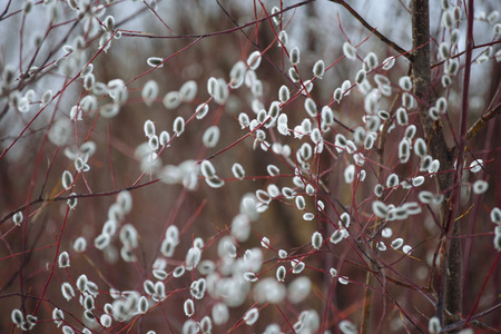 Willow blossom on the river bank in early spring. Easter willow.の写真素材