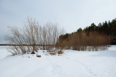The onset of spring on the banks of the Vychegda river. The ice darkened. Soon the ice drift will begin.の写真素材