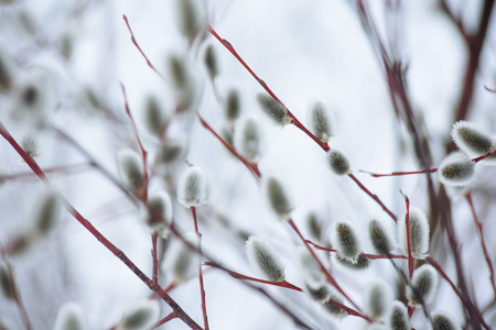 Willow blossom on the river bank in early spring. Easter willow.の写真素材