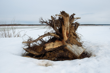 Pine root floated to the sandy shore during last year's flood on the river. The trunk was cut down by people for firewood and the root was not needed.の写真素材