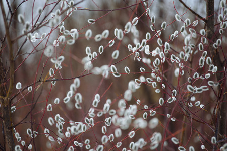 Willow blossom on the river bank in early spring. Easter willow.の写真素材