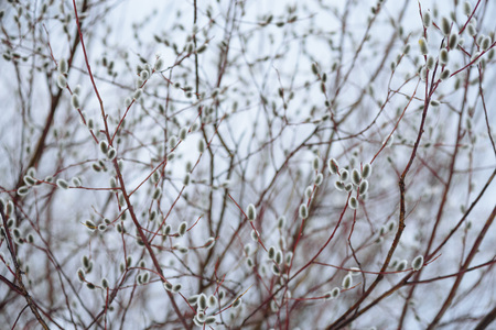 Willow blossom on the river bank in early spring. Easter willow.の写真素材