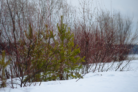 Willow blossom on the river bank in early spring. Easter willow.の写真素材