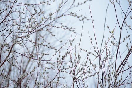 Willow blossom on the river bank in early spring. Easter willow.の写真素材