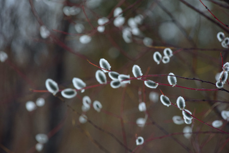 Willow blossom on the river bank in early spring. Easter willow.の写真素材