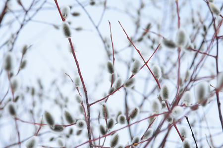 Willow blossom on the river bank in early spring. Easter willow.の写真素材