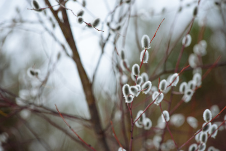 Willow blossom on the river bank in early spring. Easter willow.の写真素材