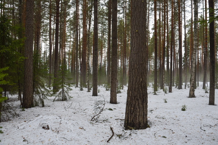 Landscape. Spring forest in the period of active snow melting with thaw patches and dense fog.の写真素材