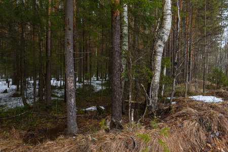 Landscape. Spring forest in the period of active snow melting with thaw patches and dense fog.の写真素材