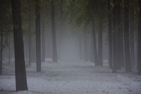 Landscape. The path through the spring forest during the active melting of snow with dense fog.の写真素材