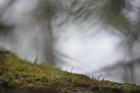 Macrophotography. The old blackboard overgrown with moss and lichen.の写真素材