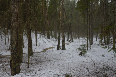 Landscape. Spring forest in the period of active snow melting with thick fog and forest stream seeping through the snow.の写真素材