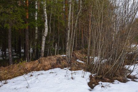 Landscape. Spring forest in the period of active snow melting with thaw patches and dense fog.の写真素材
