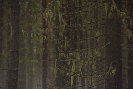 Detail. Branches of old fir trees, in the taiga forest, overgrown with moss and lichen.の写真素材