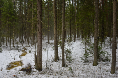 Landscape. Spring forest in the period of active snow melting with thick fog and forest stream seeping through the snow.の写真素材