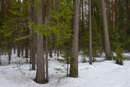 Landscape. Spring forest in the period of active snow melting with thaw patches and dense fog.の写真素材