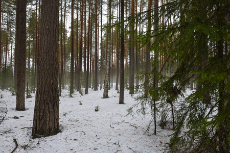Landscape. Spring forest in the period of active snow melting with thaw patches and dense fog.の写真素材