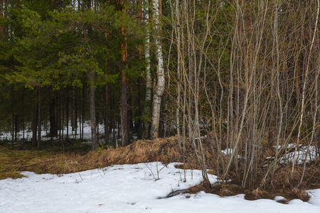 Landscape. Spring forest in the period of active snow melting with thaw patches and dense fog.の写真素材