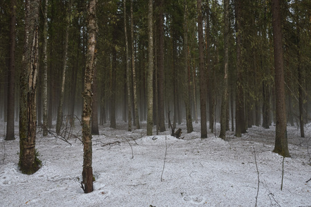 Landscape. Spring forest in the period of active snow melting with thaw patches and dense fog.の写真素材