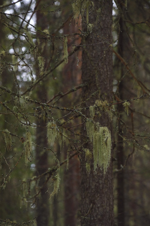 Detail. Branches of old fir trees, in the taiga forest, overgrown with moss and lichen.の写真素材