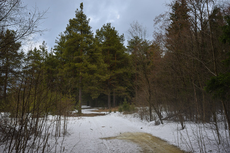 Landscape. Spring forest in the period of active snow melting with thaw patches and dense fog.の写真素材