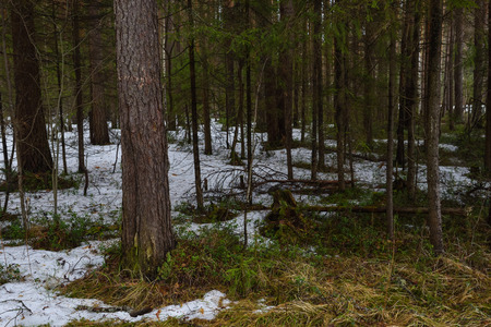 Landscape. Spring forest in the period of active snow melting with thaw patches and dense fog.の写真素材