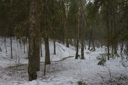 Landscape. Spring forest in the period of active snow melting with thick fog and forest stream seeping through the snow.の写真素材