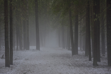 Landscape. The path through the spring forest during the active melting of snow with dense fog.の写真素材
