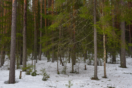 Landscape. Spring forest in the period of active snow melting with thaw patches and dense fog.の写真素材