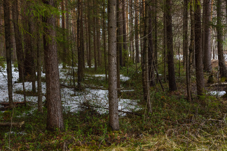 Landscape. Spring forest in the period of active snow melting with thaw patches and dense fog.の写真素材