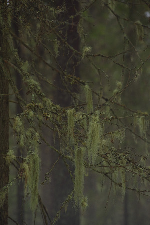 Detail. Branches of old fir trees, in the taiga forest, overgrown with moss and lichen.の写真素材