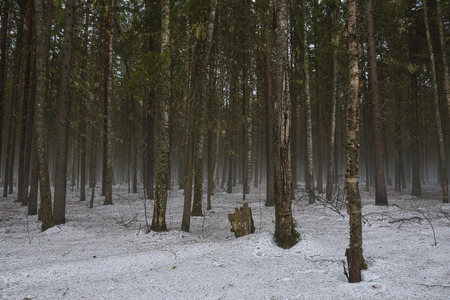 Landscape. Spring forest in the period of active snow melting with thaw patches and dense fog.の写真素材