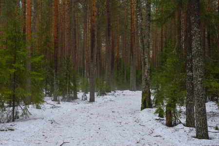 Landscape. The path through the spring forest during the active melting of snow with dense fog.の写真素材