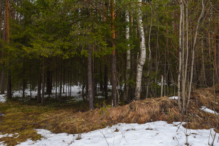 Landscape. Spring forest in the period of active snow melting with thaw patches and dense fog.の写真素材