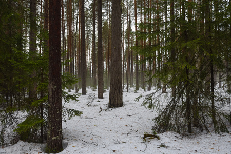 Landscape. Spring forest in the period of active snow melting with thaw patches and dense fog.の写真素材