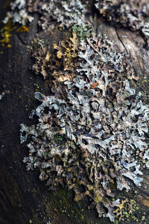 Macrophotography. The old blackboard overgrown with moss and lichen.の写真素材
