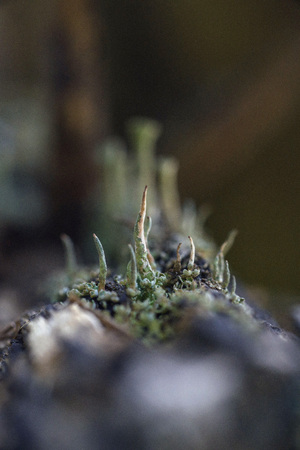 Macrophotography. The old blackboard overgrown with moss and lichen.の写真素材