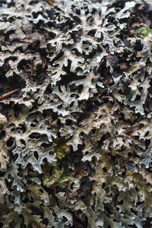 Macrophotography. The old blackboard overgrown with moss and lichen.の写真素材