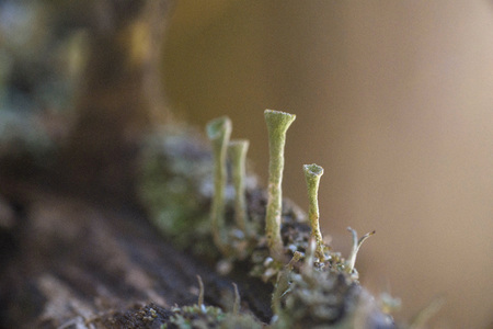 Macrophotography. The old blackboard overgrown with moss and lichen.の写真素材
