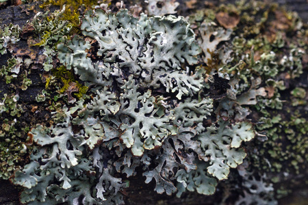 Macrophotography. The old blackboard overgrown with moss and lichen.の写真素材