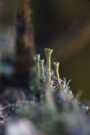 Macrophotography. The old blackboard overgrown with moss and lichen.の写真素材