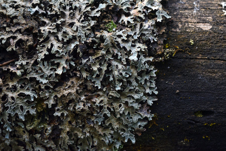 Macrophotography. The old blackboard overgrown with moss and lichen.の写真素材