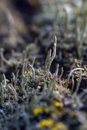 Macrophotography. The old blackboard overgrown with moss and lichen.の写真素材