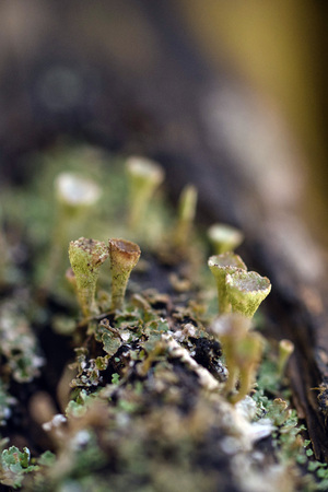 Macrophotography. The old blackboard overgrown with moss and lichen.の写真素材