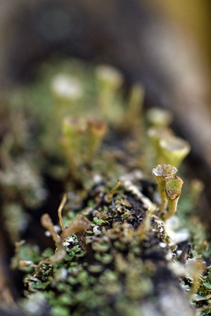 Macrophotography. The old blackboard overgrown with moss and lichen.の写真素材