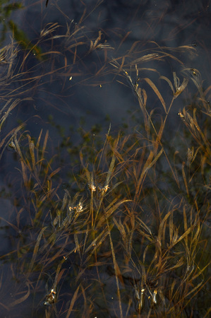 Last year's dried grass under water as a result of rapid melting of snow.の写真素材