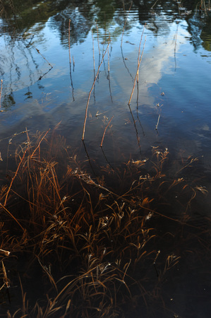 Last year's dried grass under water as a result of rapid melting of snow.の写真素材