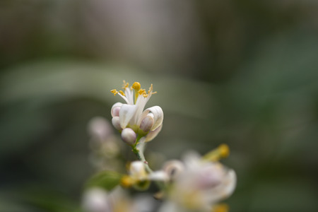 Photo lemon blossom. Close-up of a flower and inflorescences.の写真素材
