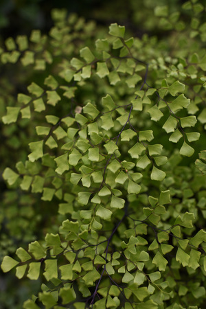 Maidenhair fern. Plant covering the ground with small leaves close up.の写真素材