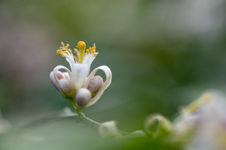 Photo lemon blossom. Close-up of a flower and inflorescences.の写真素材